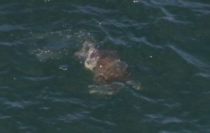 Wasserschildkröte