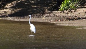 daintree-3