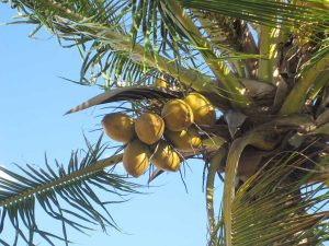 kokosnuesse